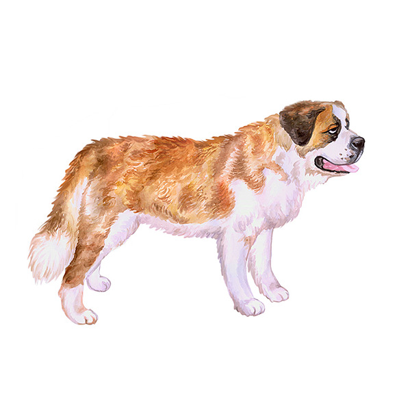 Watercolor Animals Set - DOGS Vol. 5 in Illustrations - product preview 4
