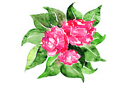 Watercolor pink rose composition