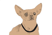 Vector illustration of Chihuahua dog