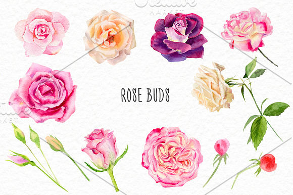Watercolor roses & florals set in Illustrations - product preview 1