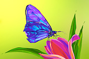 Butterfly2 ( Insect set. Vector)