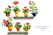 Watercolor geranium flowers Set