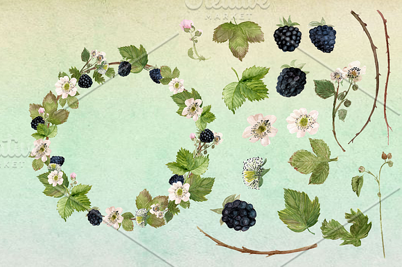 Watercolor Blackberries Clip Art in Objects - product preview 1