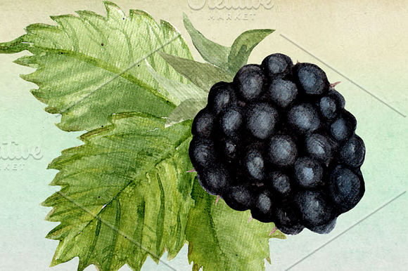 Watercolor Blackberries Clip Art in Objects - product preview 2