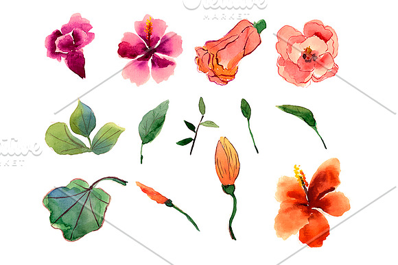 №133 Hibiscus watercolor in Illustrations - product preview 2