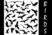 Set of birds silhouettes 30 in 1