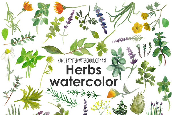Herbs watercolor clip art