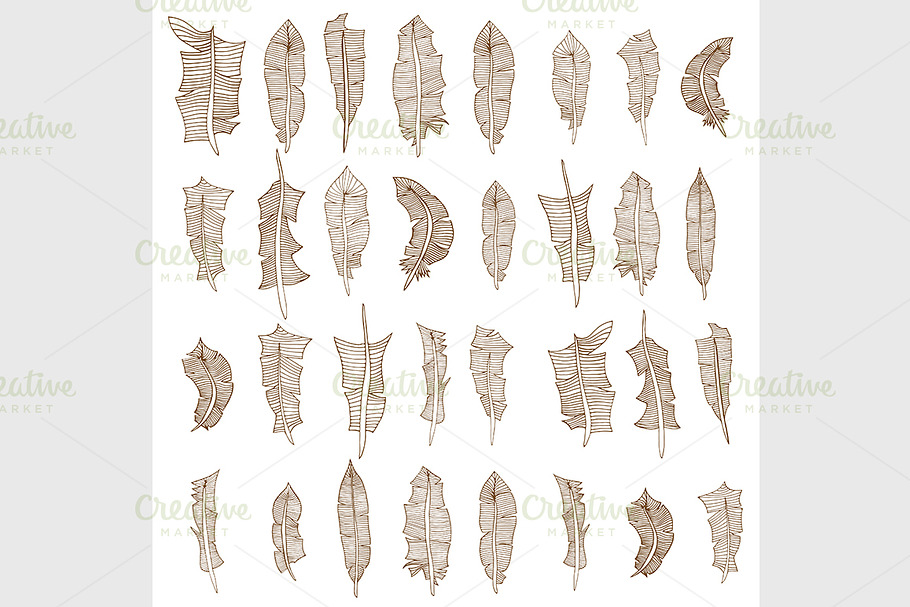 Set of feathers in Graphics - product preview 8
