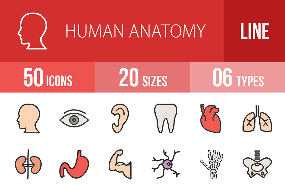 50 Human Anatomy Line Filled Icons