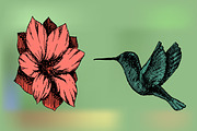 Hand drawn hummingbirds near flowers