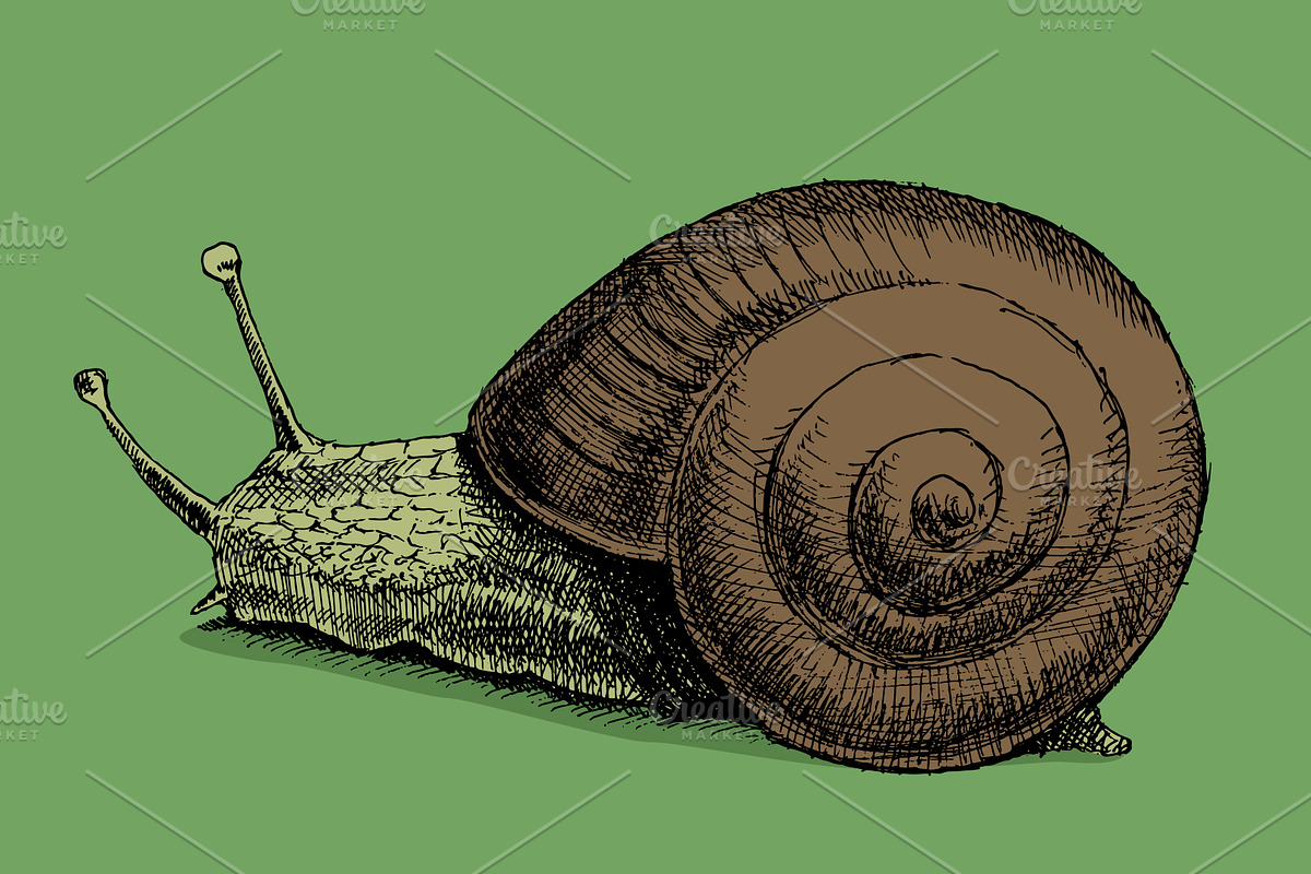 Snail. Hand drawn. Vector in Illustrations - product preview 8