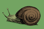 Snail. Hand drawn. Vector