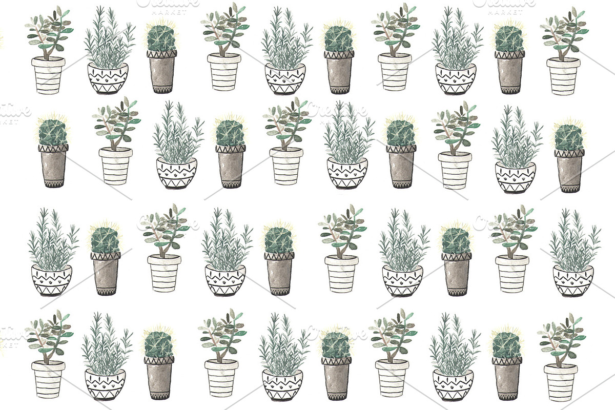 Cactus, rosemary and crassula in Illustrations - product preview 8