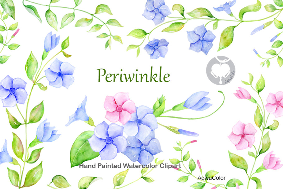 Watercolor clipart Periwinkle