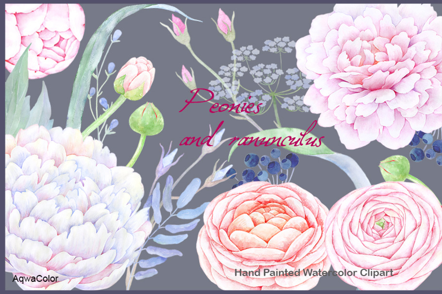 Watercolour clipart Peonies