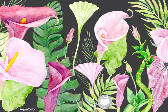 Watercolor clipart Pink Calla in Illustrations - product preview 2