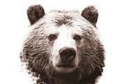 Grizzly Bear III