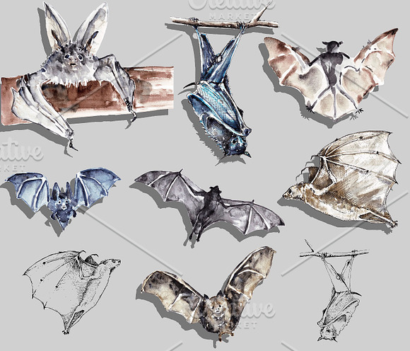 Vampire bats, watercolor/ink/vector in Illustrations - product preview 1