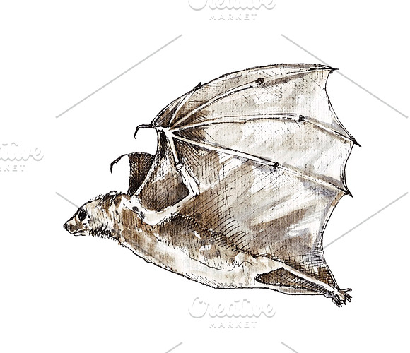 Vampire bats, watercolor/ink/vector in Illustrations - product preview 5