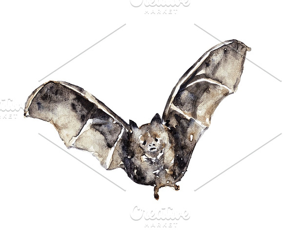 Vampire bats, watercolor/ink/vector in Illustrations - product preview 7