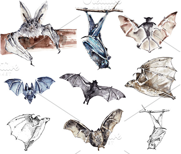 Vampire bats, watercolor/ink/vector in Illustrations - product preview 21