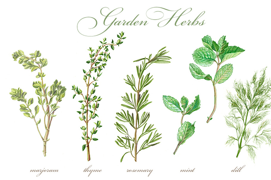Garden Herbs Set Pencil Drawing in Illustrations - product preview 8