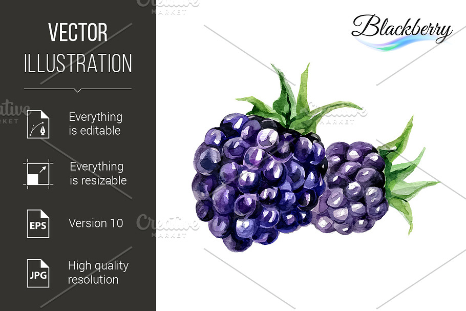 Watercolor blackberry in Graphics - product preview 8