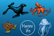 Collection of marine animals 