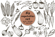 hand drawn vegetables vector set
