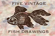 5 Vintage Fish Drawing