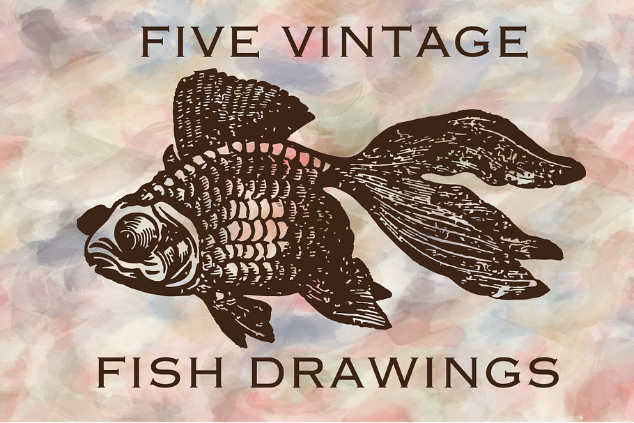 5 Vintage Fish Drawing in Illustrations - product preview 8