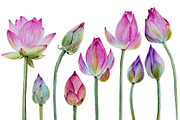 Watercolor lotuses collection