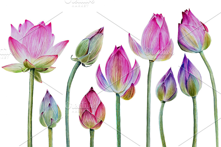 Watercolor lotuses collection in Illustrations - product preview 8