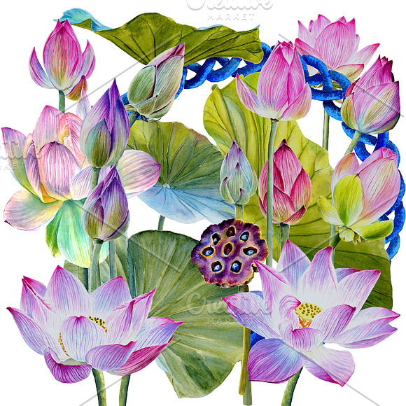 Watercolor lotuses collection in Illustrations - product preview 1