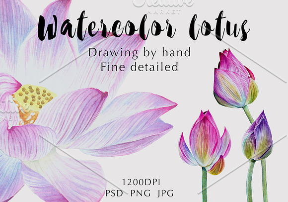 Watercolor lotuses collection in Illustrations - product preview 6