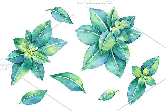 Watercolor Mint Leaves in Illustrations - product preview 1