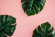 Monstera-Tropical Summer Collection