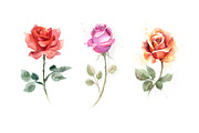 5 watercolor roses