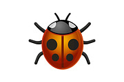 Ladybird Bug
