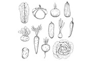Outline vegetables sketches