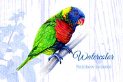 Watercolor Rainbow lorikeet drawing