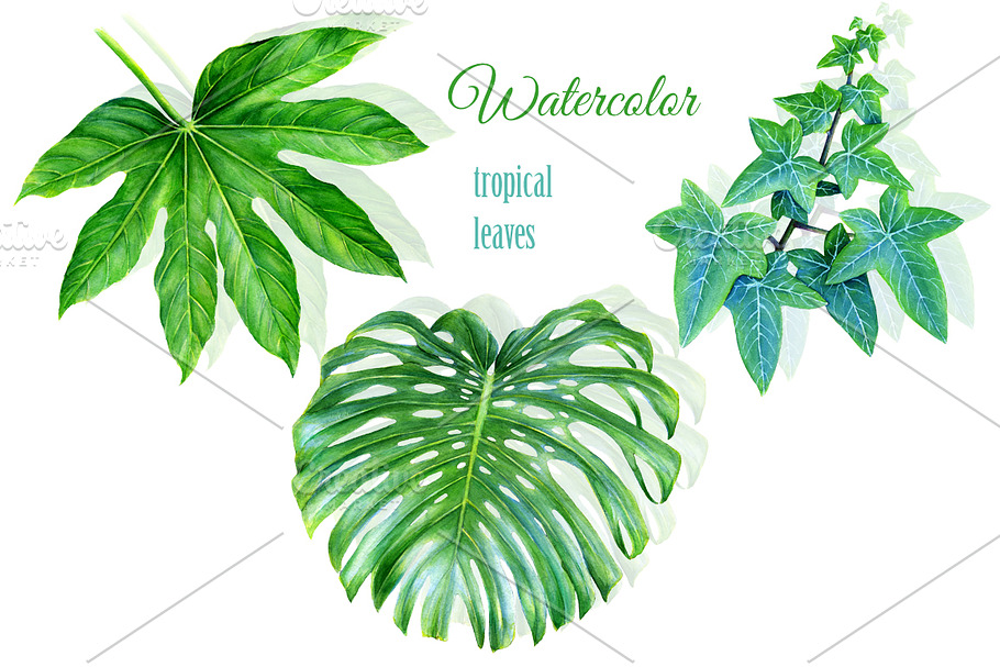 Watercolor tropical leaves drawing in Illustrations - product preview 8