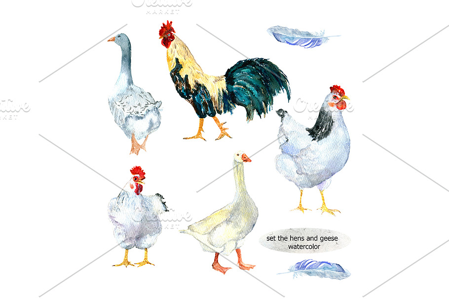 chickens and geese watercolor  in Illustrations - product preview 8