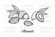 Almonds hand drawn illustrations