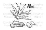 Aloe vera hand drawn illustration