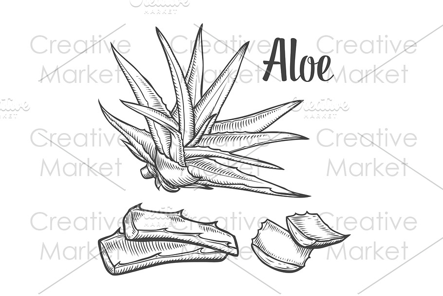 Aloe vera hand drawn illustration in Illustrations - product preview 8