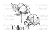Cotton hand drawn illustration
