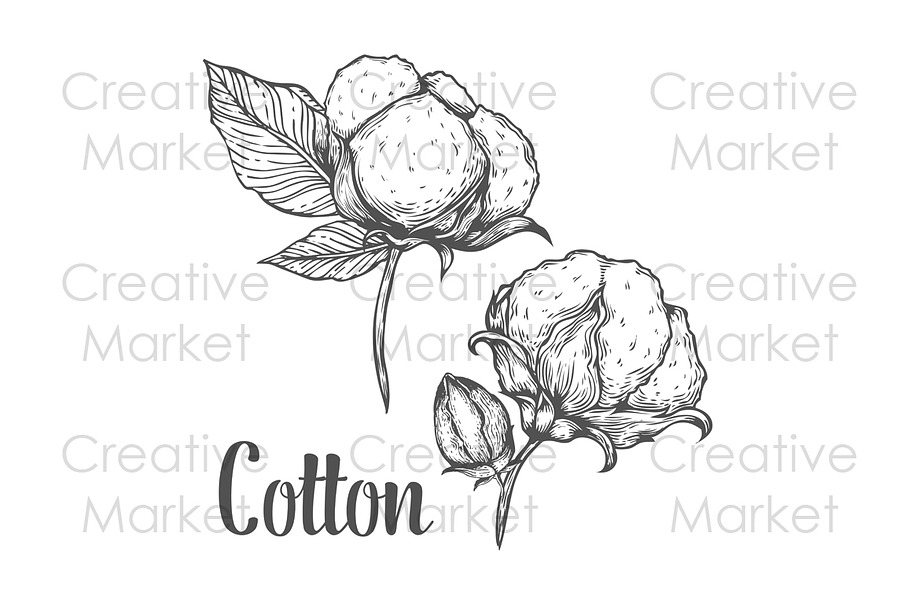 Cotton hand drawn illustration in Illustrations - product preview 8