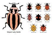 9 type of Lady Beetle