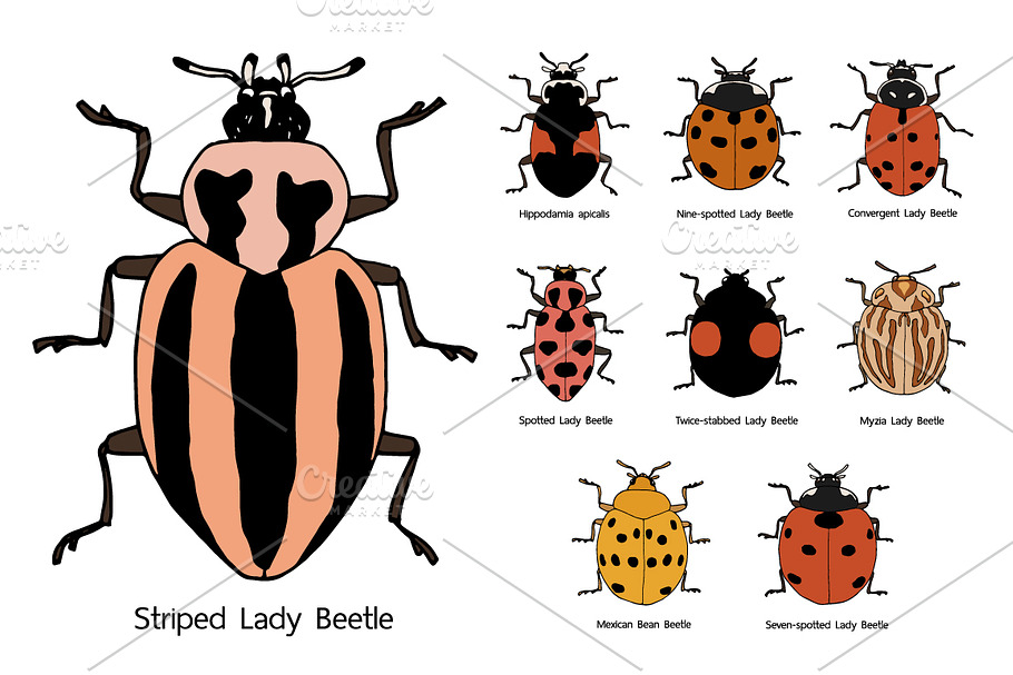 9 type of Lady Beetle in Illustrations - product preview 8